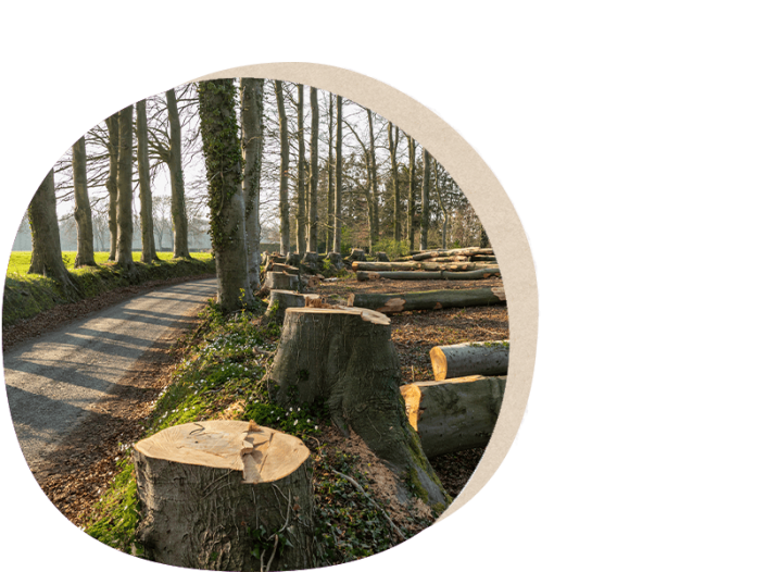 Démontage d'arbres périlleux Gers