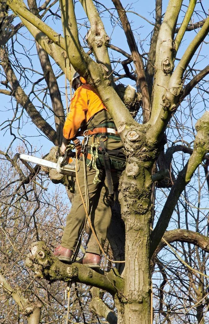 Abattage d'arbres difficiles Gers