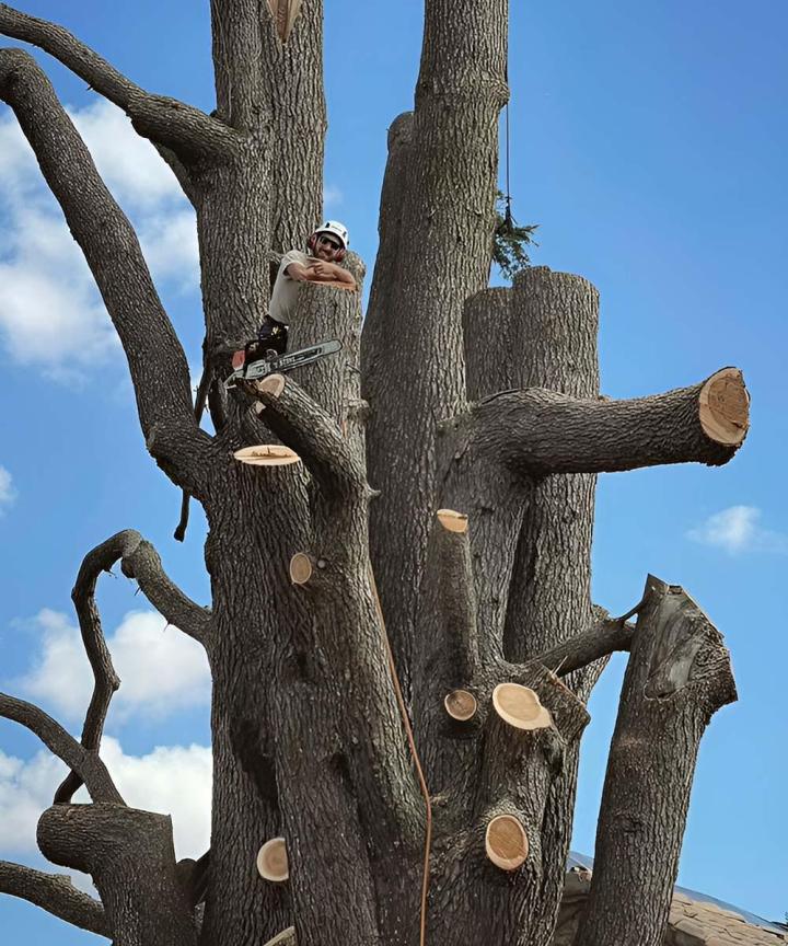 Démontage d'arbres périlleux Gers