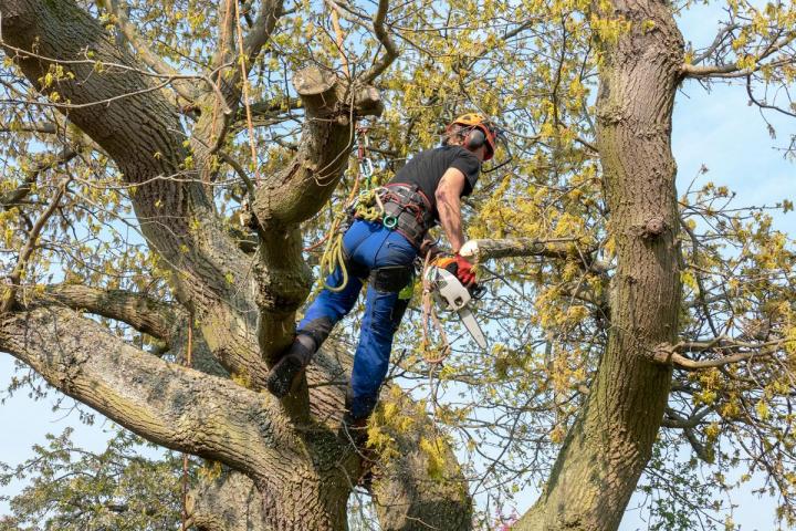 Broyage d'arbres Gers