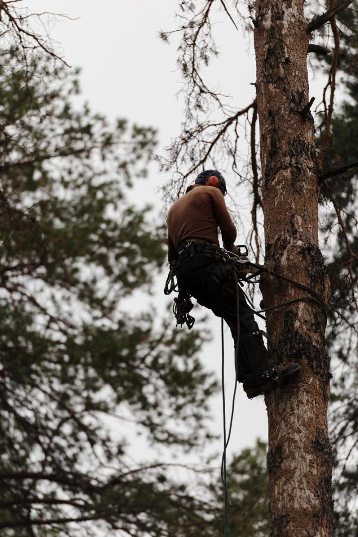 Broyage d'arbres Gers