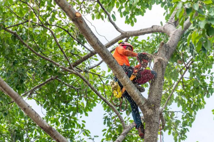Élaguer des arbres Gers